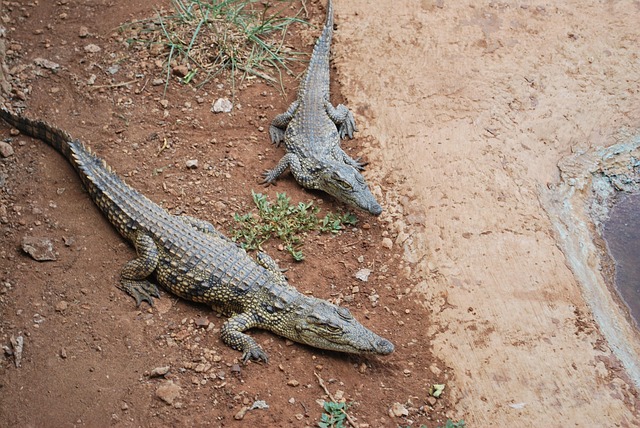 Photo en gros plan d'un bébé tortue sur une plage