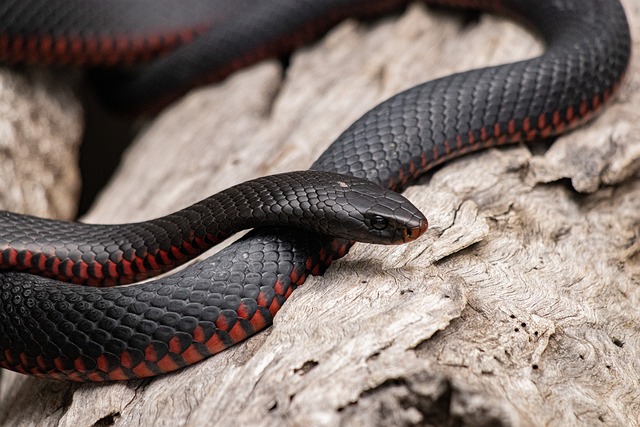 Photo en gros plan d'un serpent noir et rouge