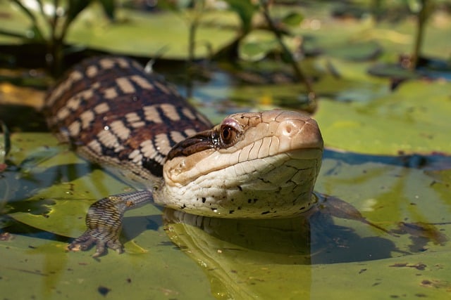 Photo d'un scinque se baignant dans un marécage