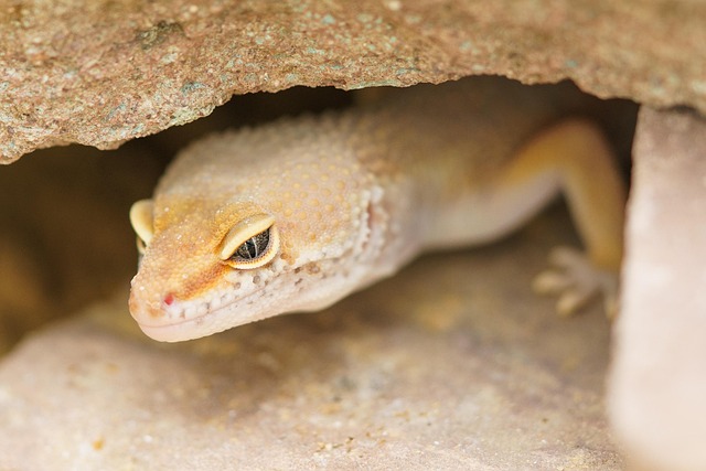 Photo d'un gecko jaune qui se cache sous un rocher