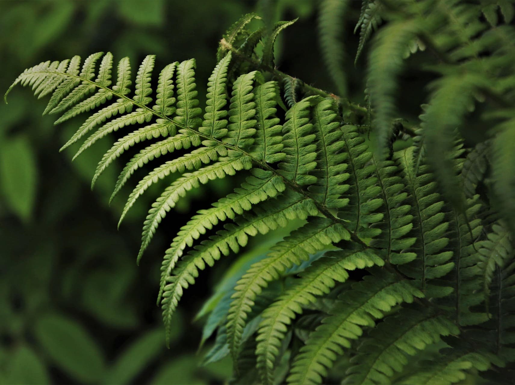 Photo en gros plan d'une plante