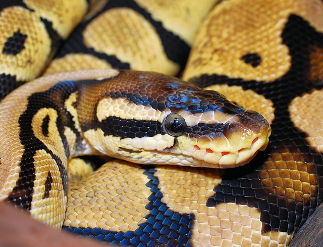 photo d'un python royal roulé en boule comme posture de défense