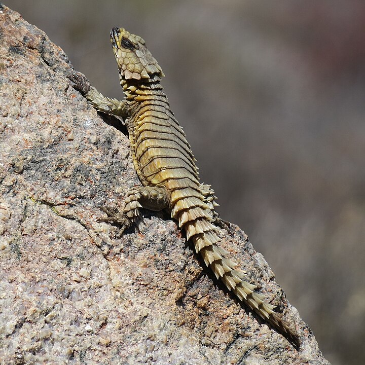 Photo en gros plan d'un zonure sur un rocher qui bronze au soleil